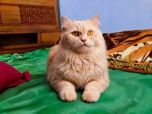 6-12 months Female Purebred Persian