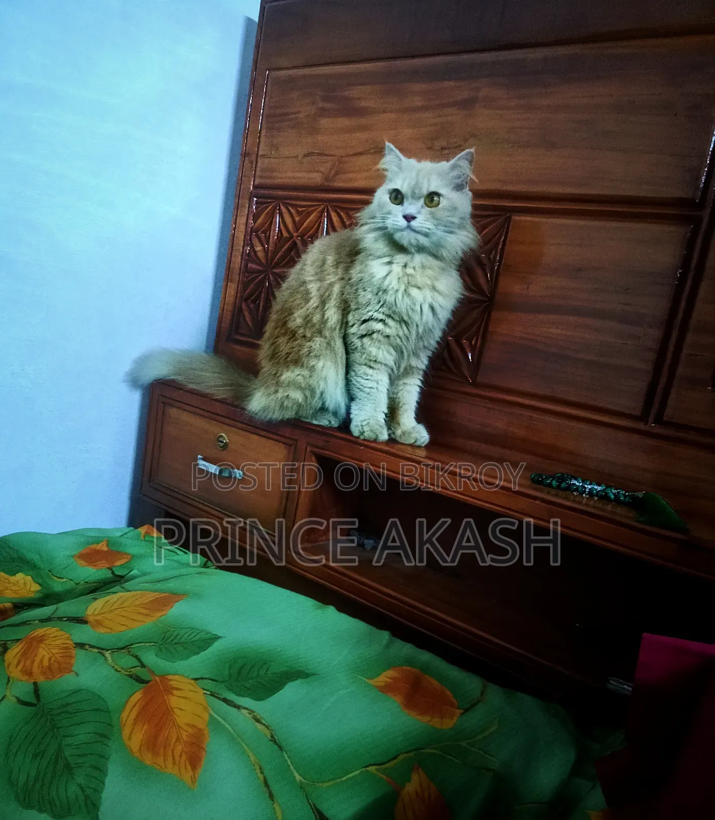 6-12 months Female Purebred Persian