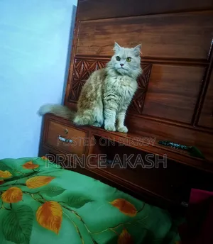 6-12 months Female Purebred Persian