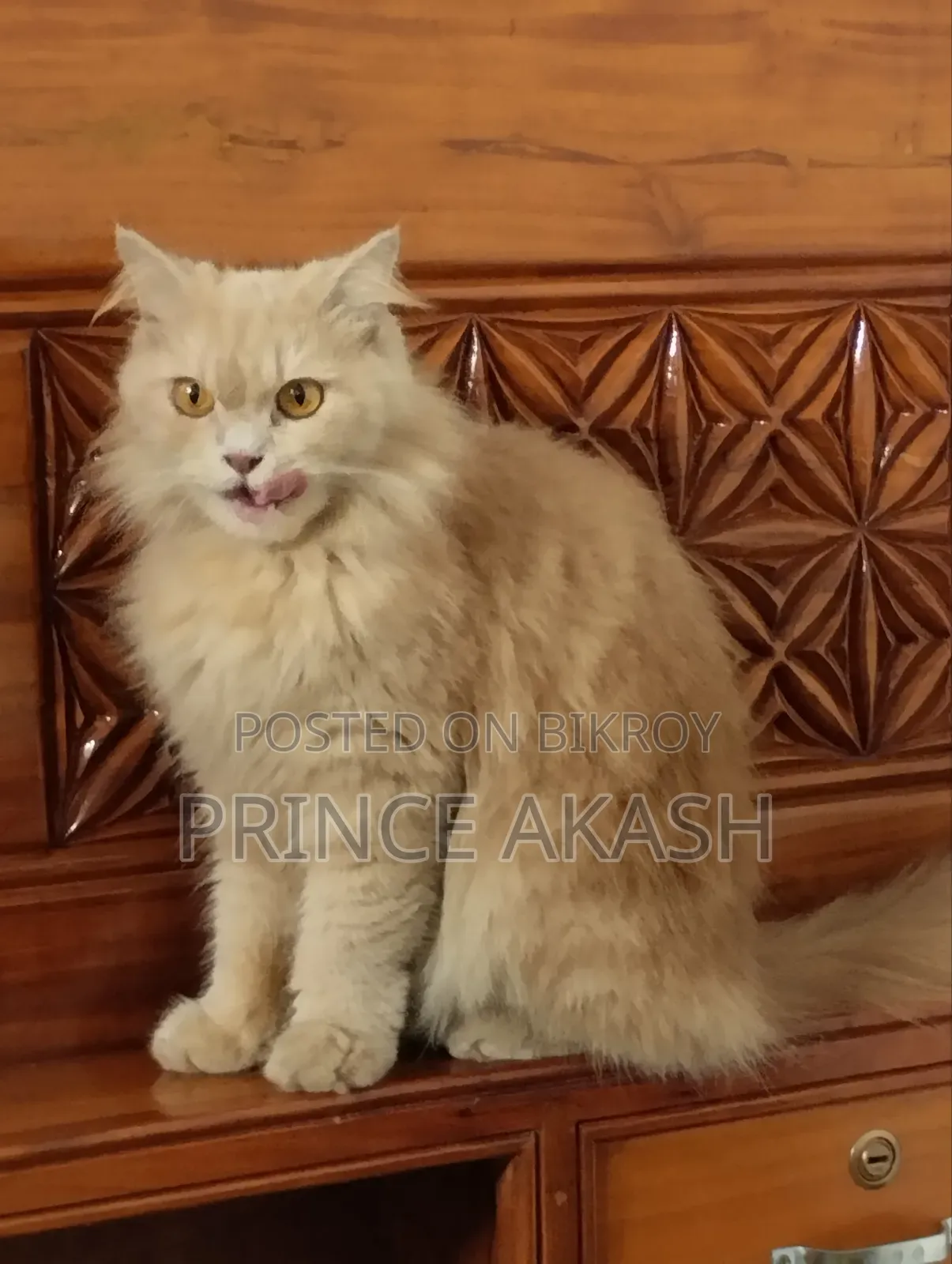 6-12 months Female Purebred Persian