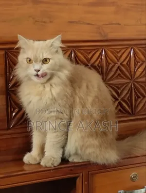 6-12 months Female Purebred Persian
