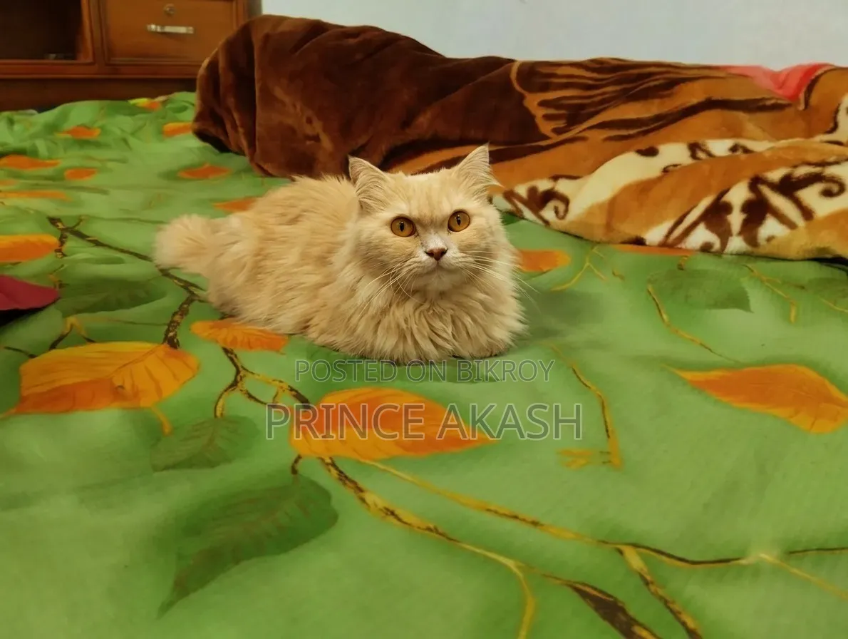 6-12 months Female Purebred Persian