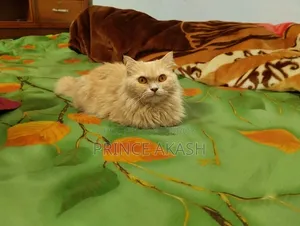 6-12 months Female Purebred Persian