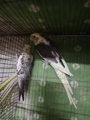 কোকাটেল পাখি