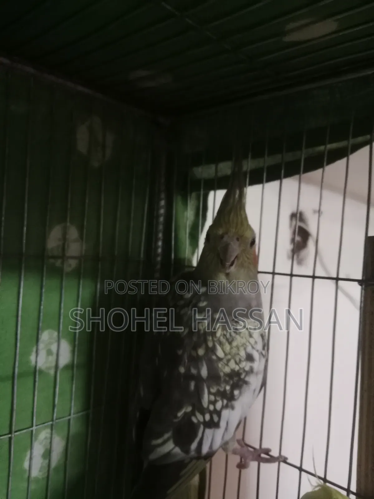কোকাটেল পাখি