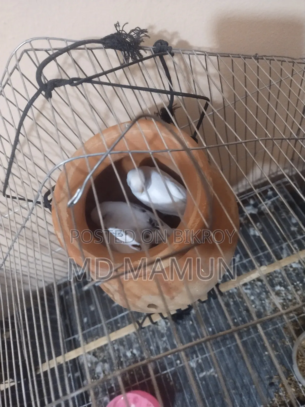 অ্যালোবিটন