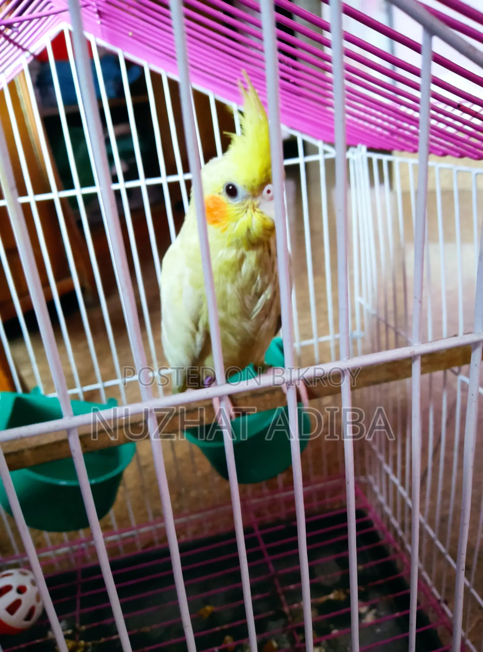 Pakhi for Sale