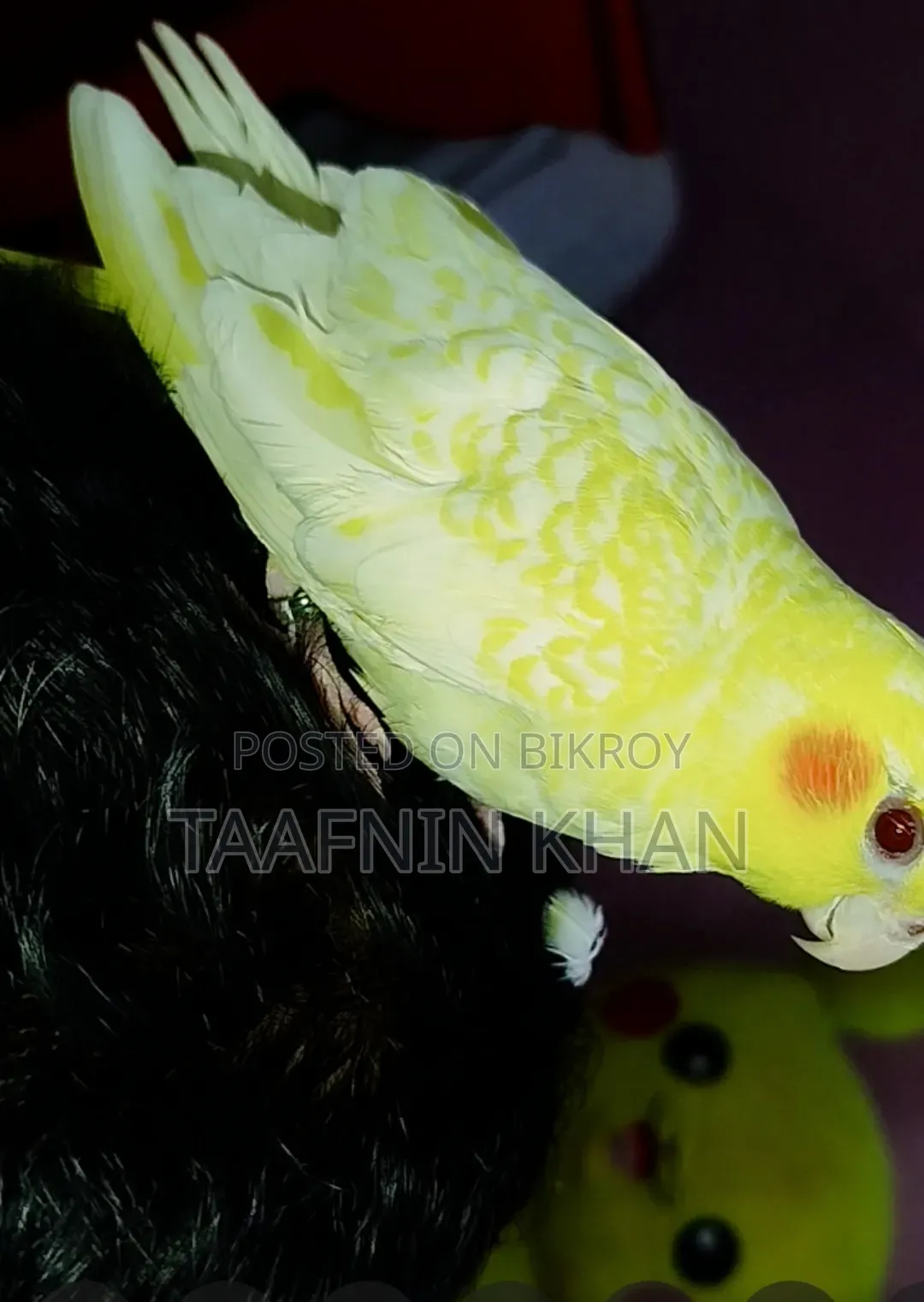 লুটিনো হেভি পার্ল