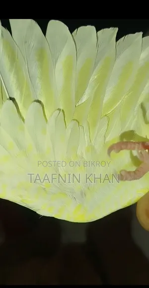লুটিনো হেভি পার্ল