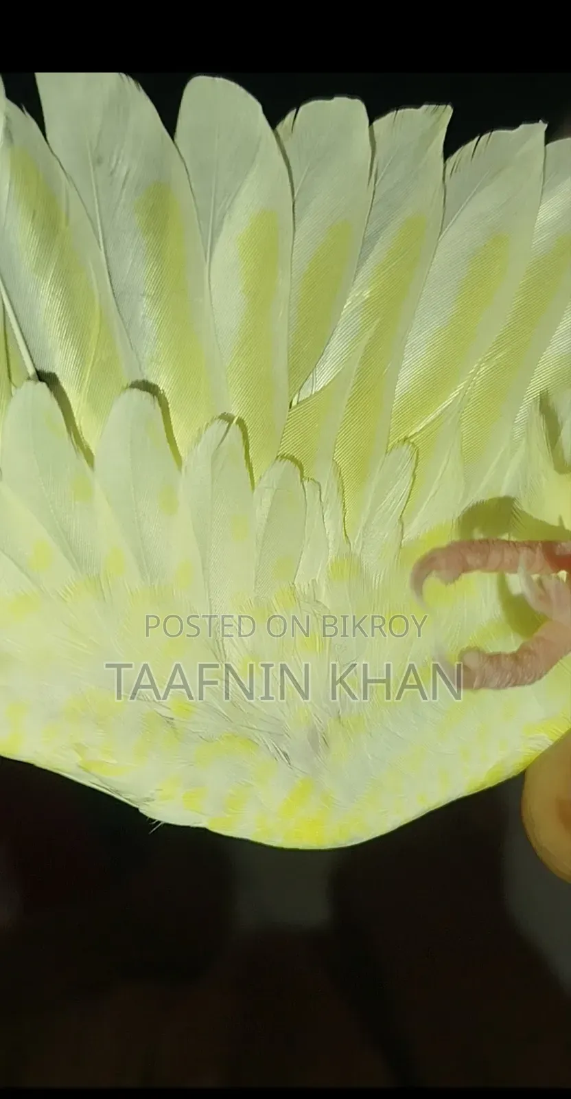 লুটিনো হেভি পার্ল