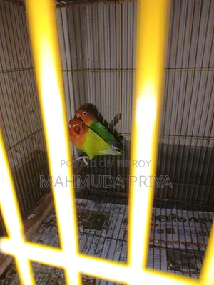 Love Bird Green Opoline High Mutation