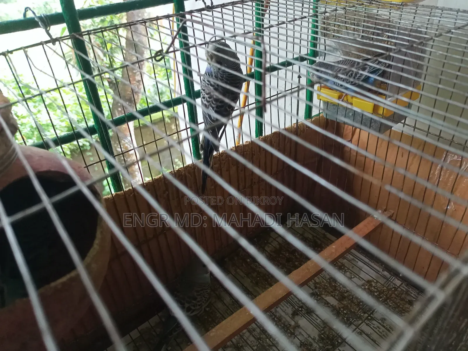 বাজরিগার পাখি সেমিএডাল্ট ১ জোড়া এবং বাচ্চা ৩ টা মোট ৫ টি