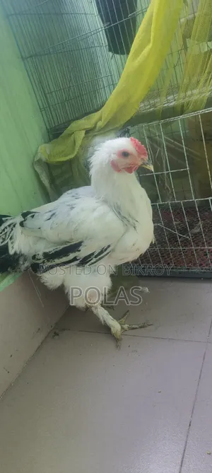 লাইট ব্রাহমা মুরগি