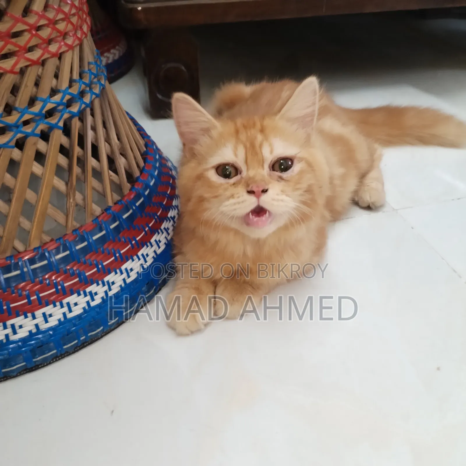 3-6 months Female Purebred Persian