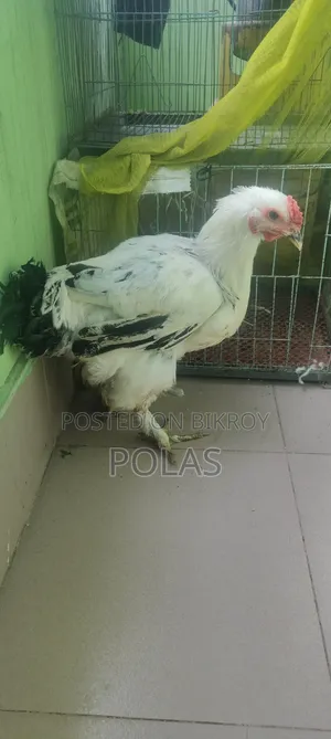 লাইট ব্রাহমা মুরগি