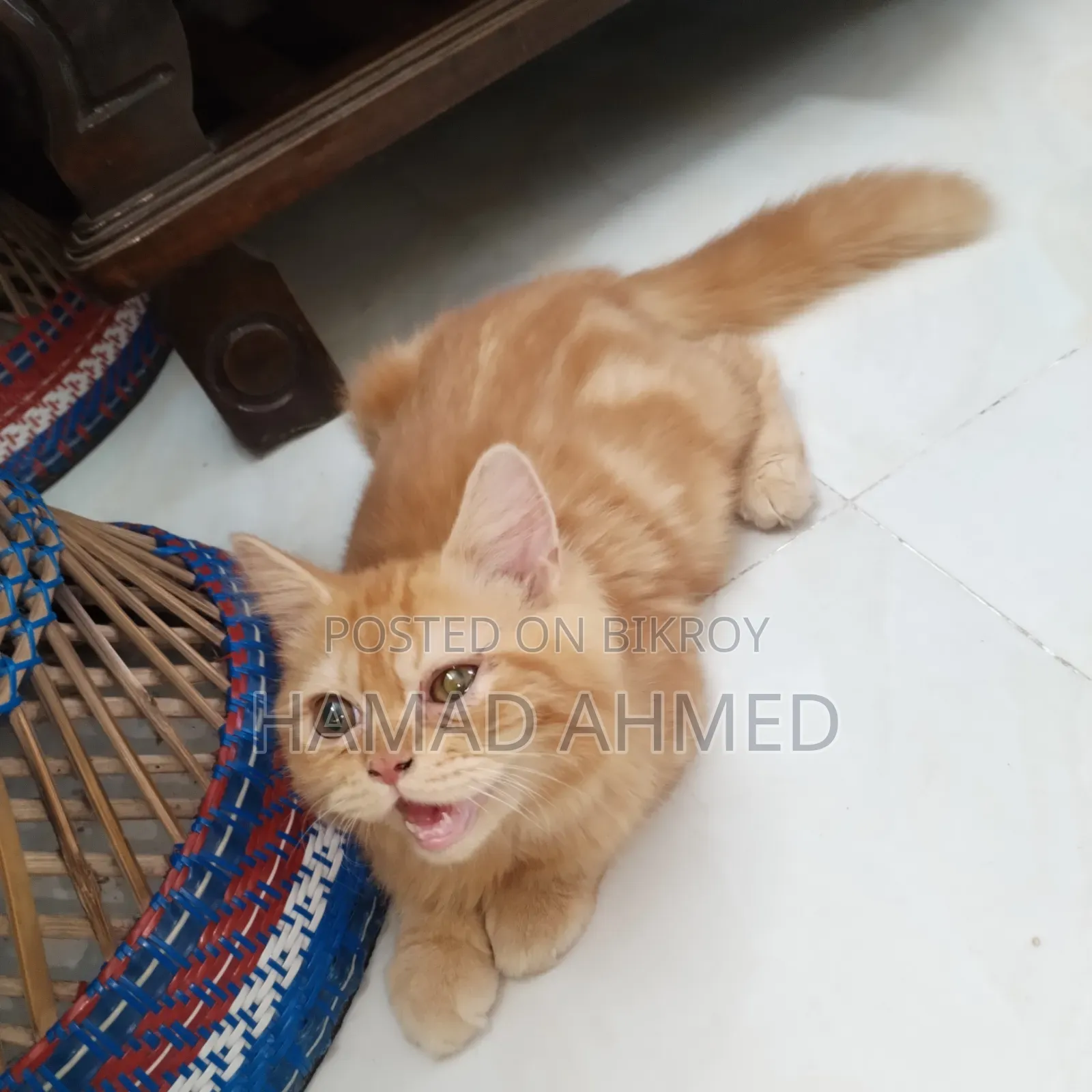 3-6 months Female Purebred Persian