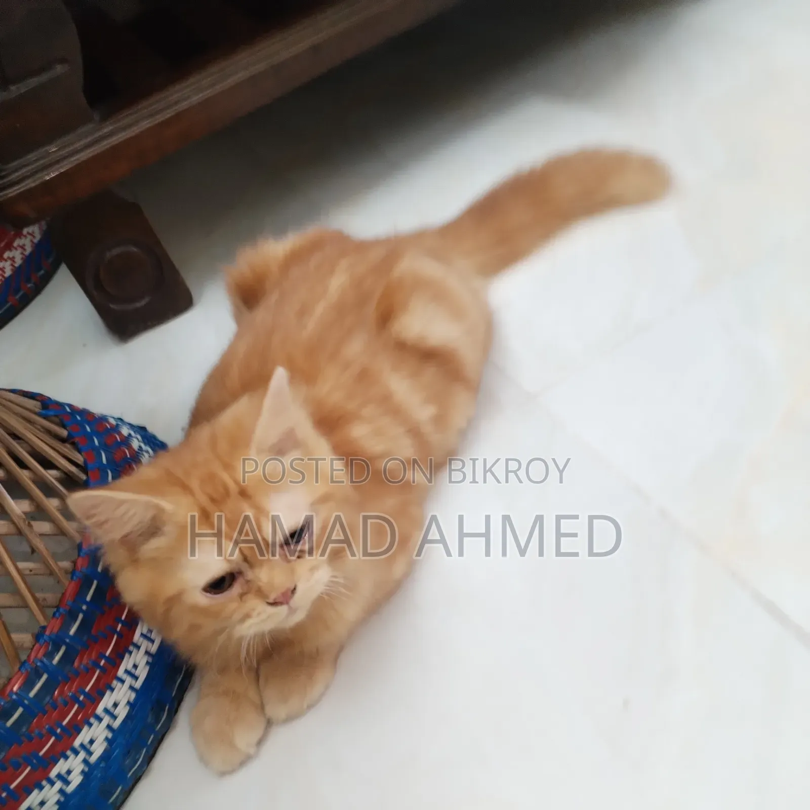 3-6 months Female Purebred Persian