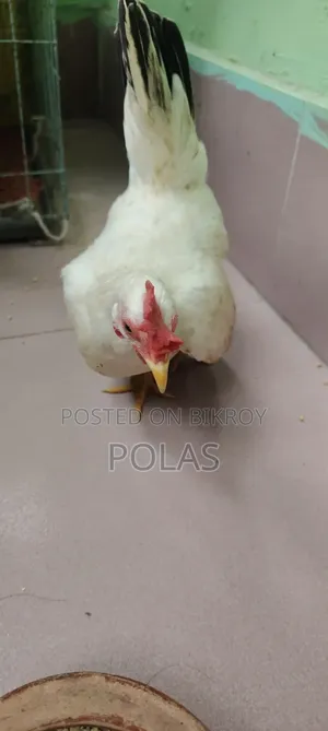 লাইট ব্রাহমা মুরগি
