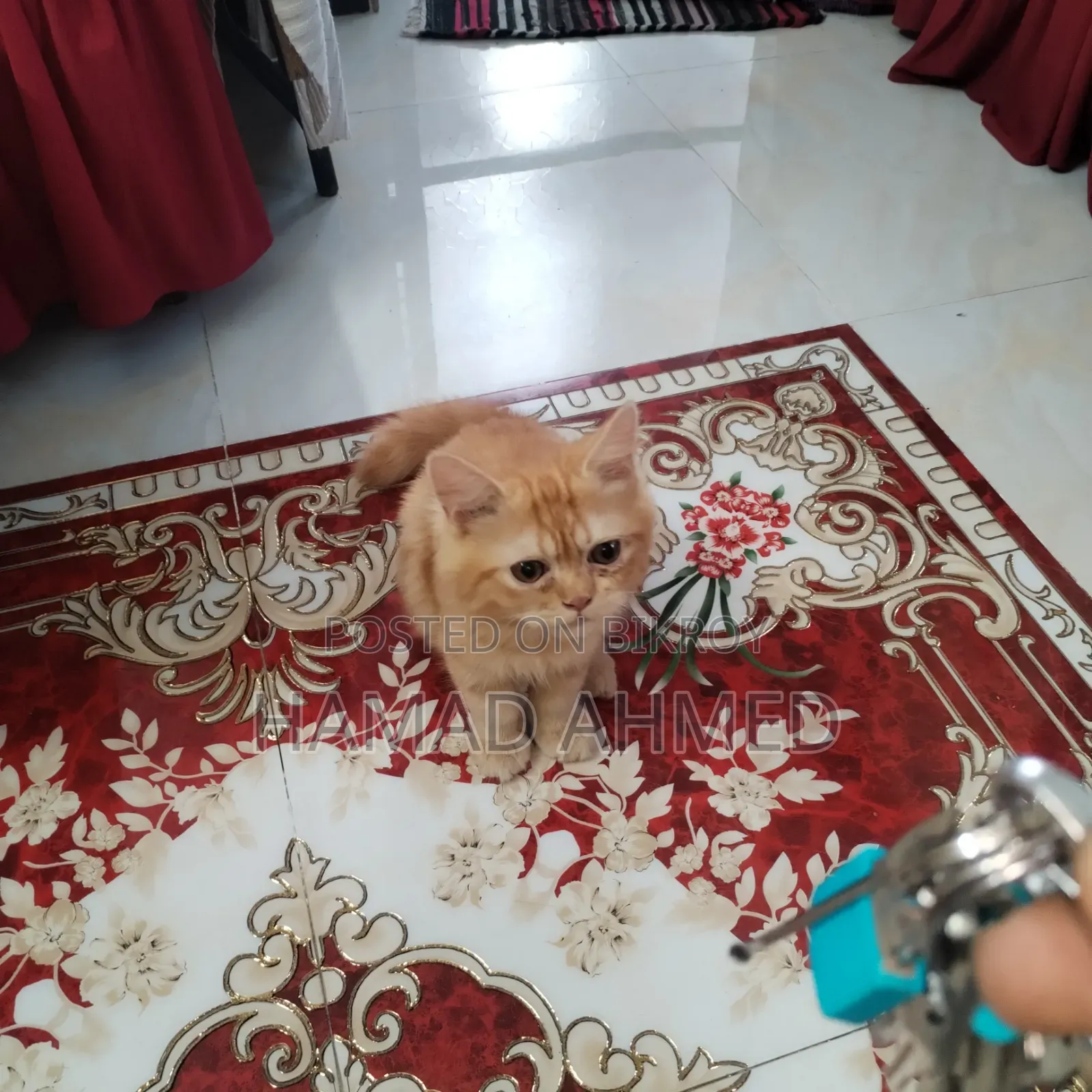 3-6 months Female Purebred Persian