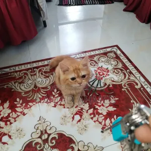 3-6 months Female Purebred Persian