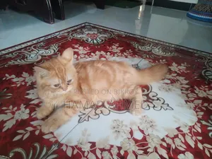3-6 months Female Purebred Persian