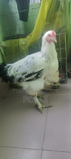 লাইট ব্রাহমা মুরগি