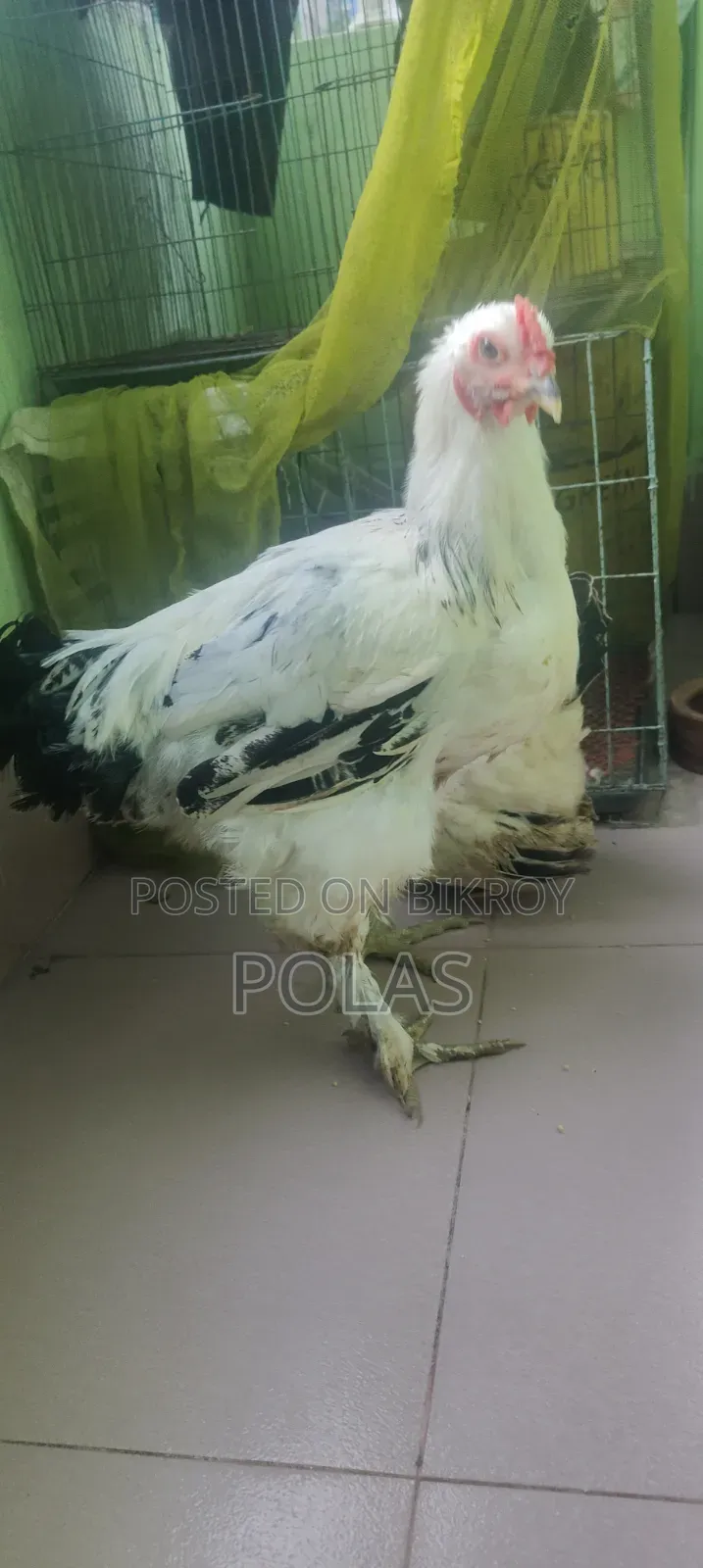 লাইট ব্রাহমা মুরগি