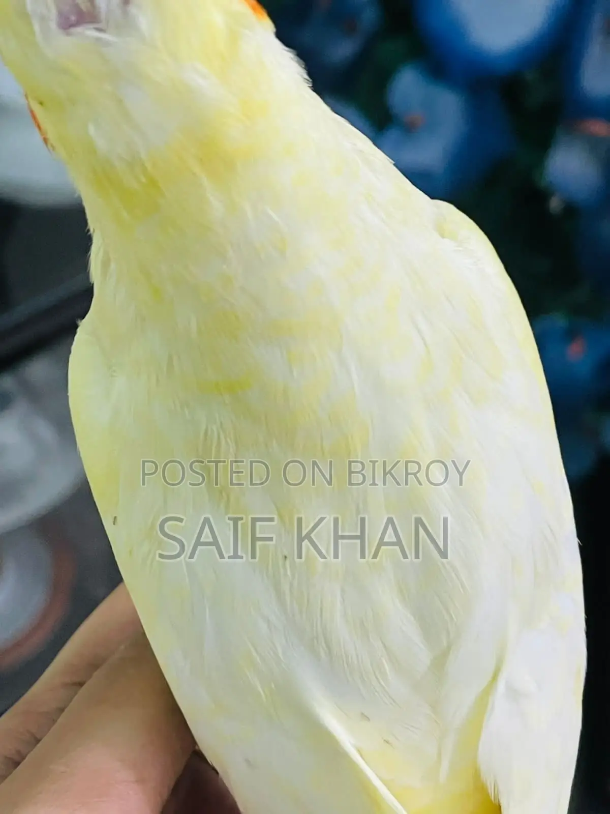 Tame Lutino Cockatiel