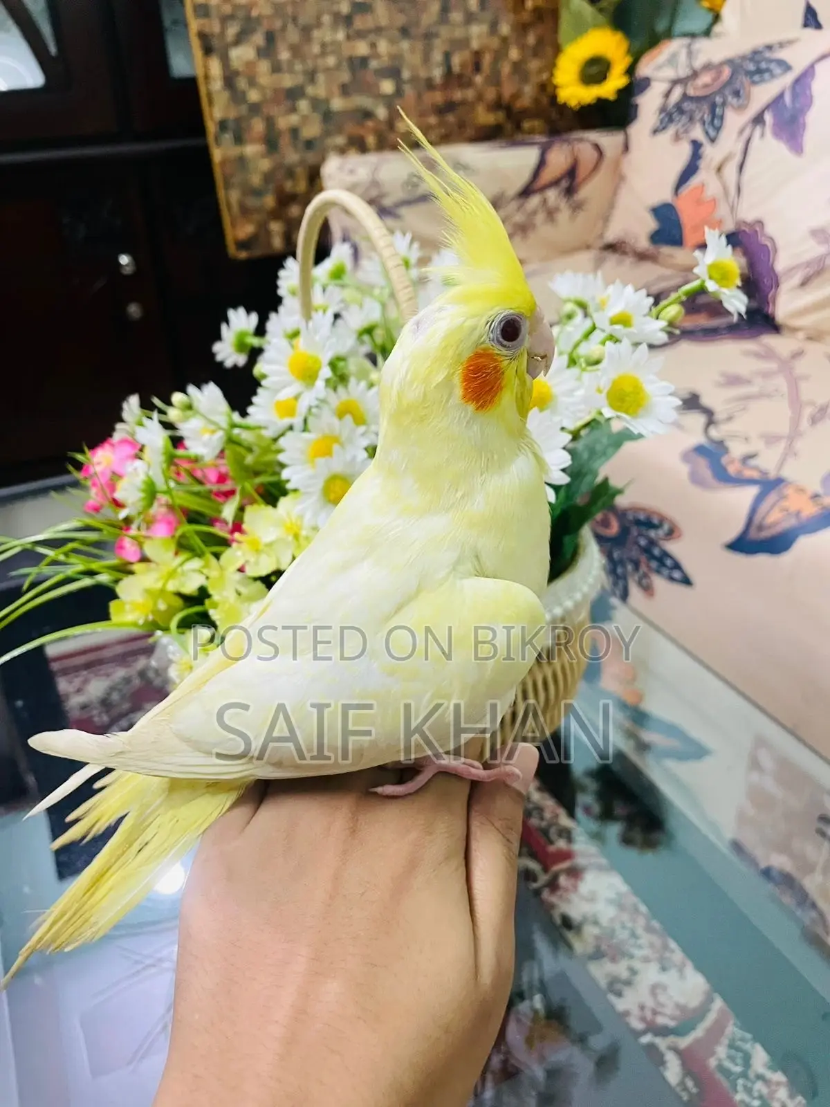 Tame Lutino Cockatiel