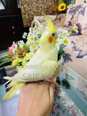 Tame Lutino Cockatiel