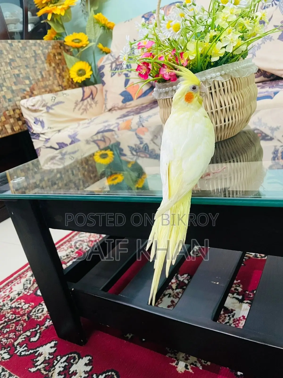 Tame Lutino Cockatiel