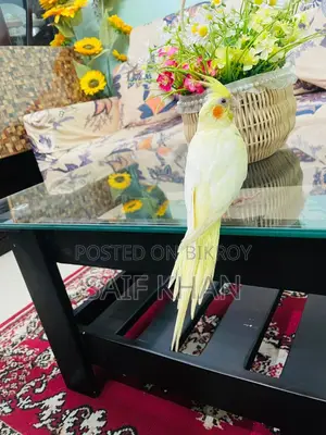 Tame Lutino Cockatiel