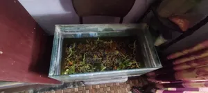 Aquarium(অ্যাকুরিয়াম)