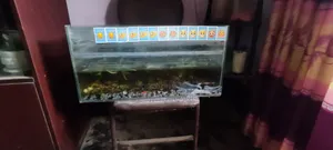 Aquarium(অ্যাকুরিয়াম)