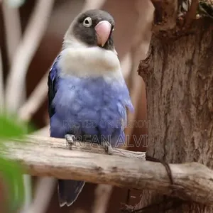 Blue Mask Fisher