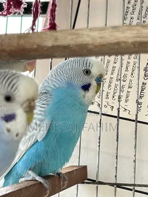 Budgie Breeding Pair