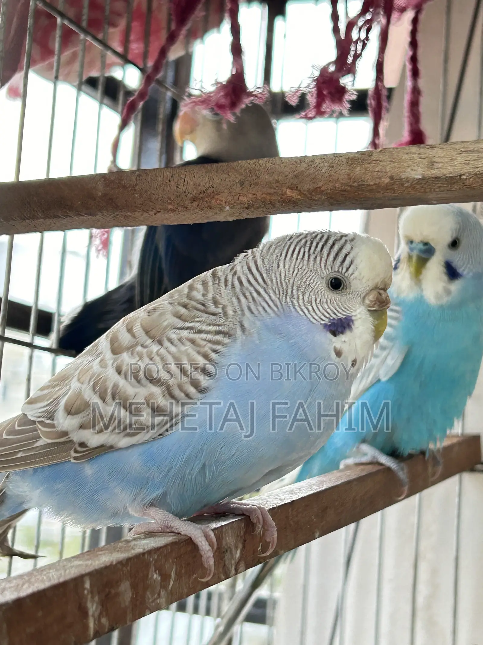 Budgie Breeding Pair