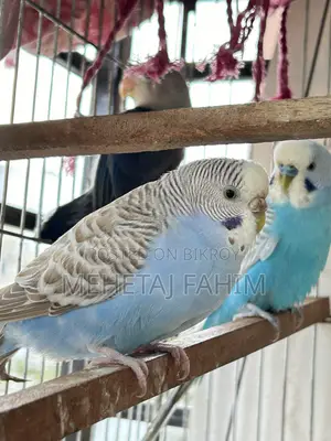 Budgie Breeding Pair