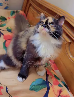 3-6 months Female Purebred Persian