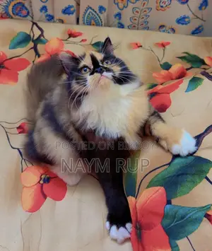 3-6 months Female Purebred Persian