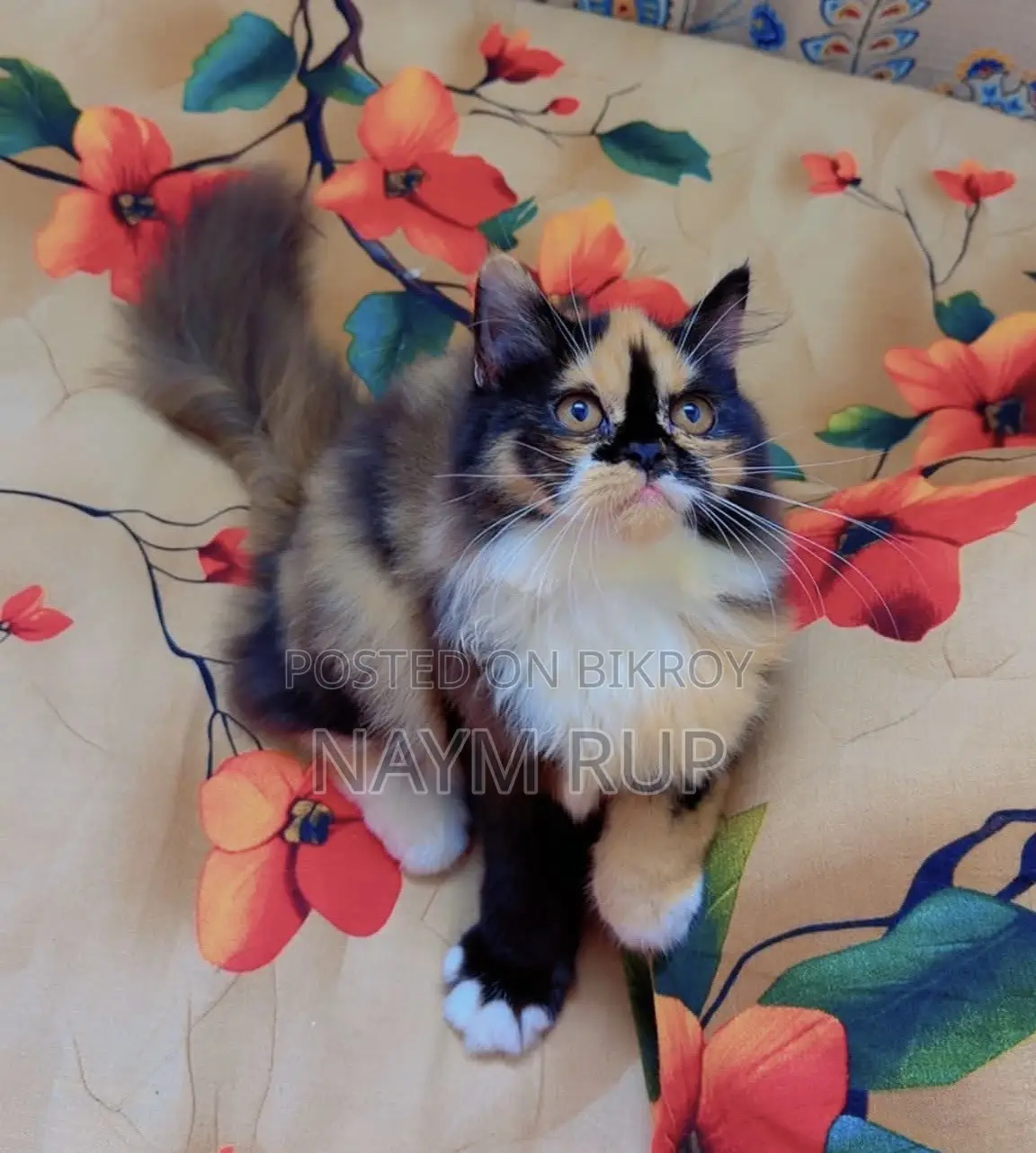 3-6 months Female Purebred Persian