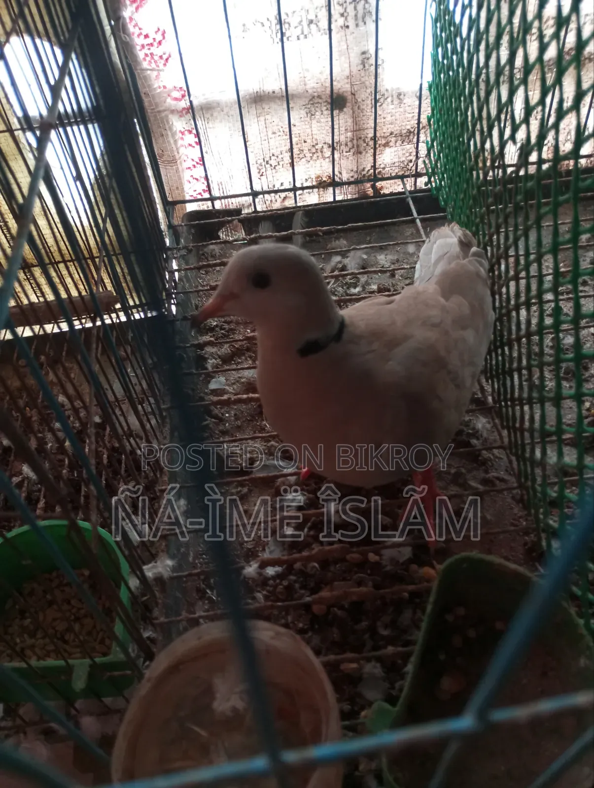 ঘুঘু নিউ এডাল মাদী
