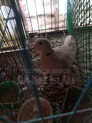 ঘুঘু নিউ এডাল মাদী