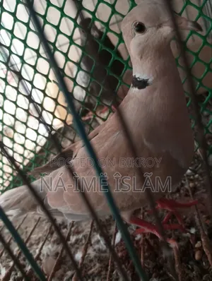 ঘুঘু নিউ এডাল মাদী