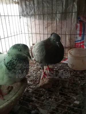 কবুতর জোড়া