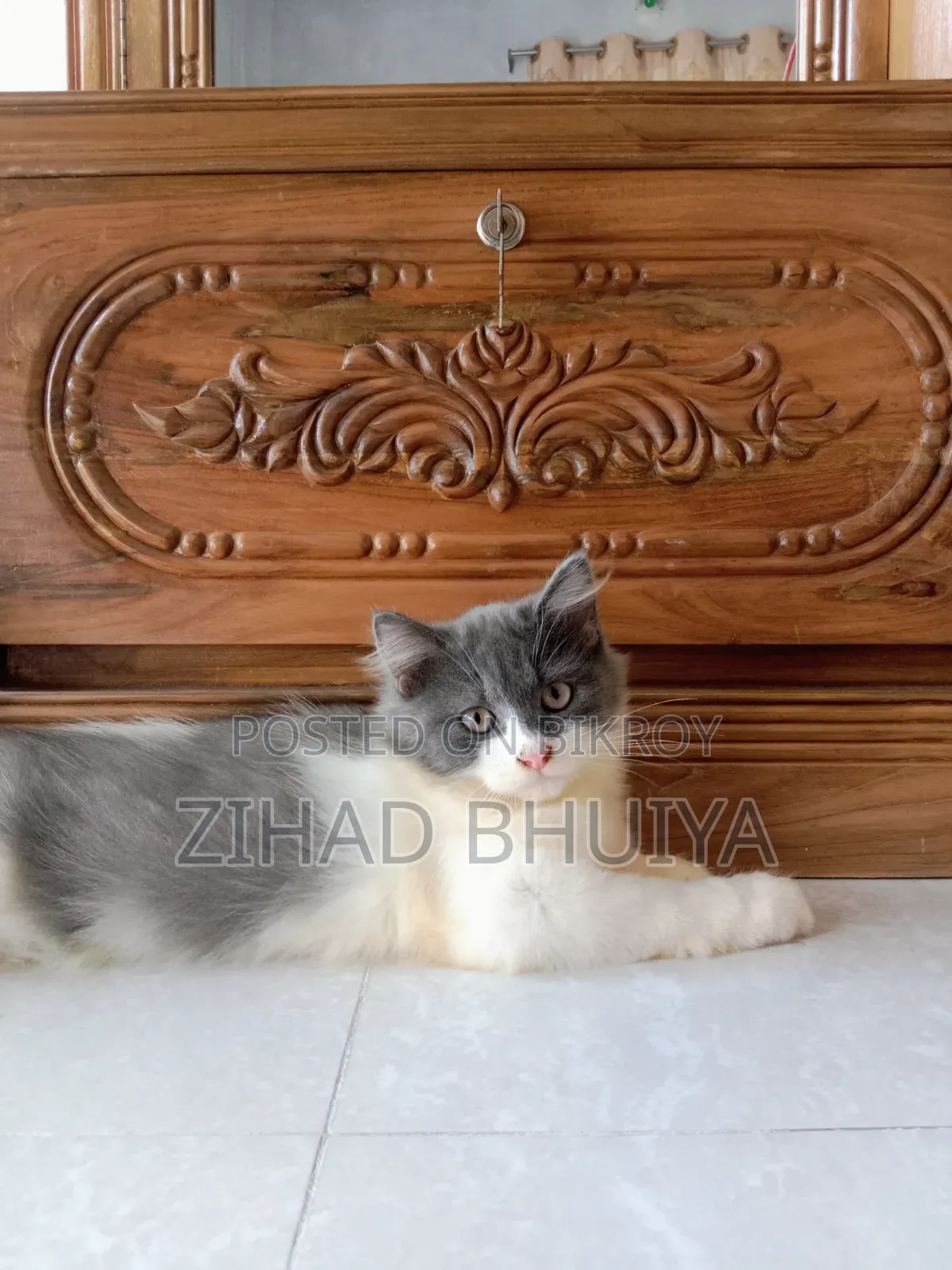 1-3 months Male Purebred Persian