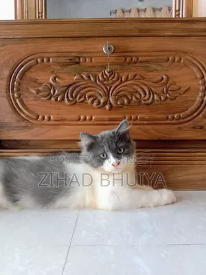 1-3 months Male Purebred Persian