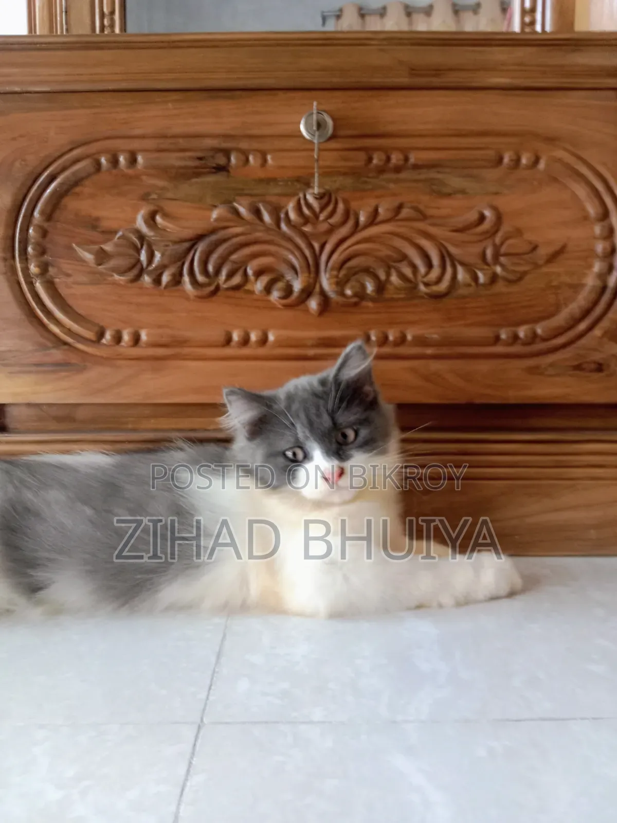 1-3 months Male Purebred Persian