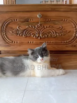 1-3 months Male Purebred Persian
