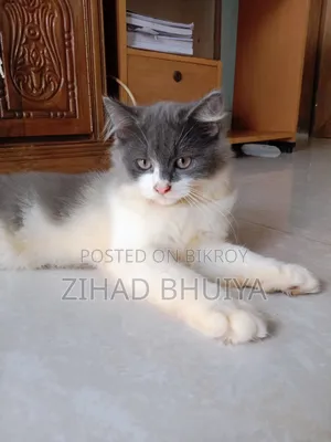 1-3 months Male Purebred Persian